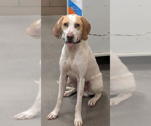 Pointer Dogs for adoption in Forestville, MD, USA