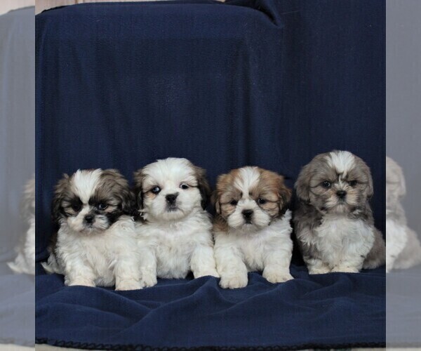 Medium Photo #2 Shih Tzu Puppy For Sale in NARVON, PA, USA