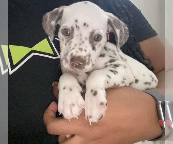 Medium Photo #2 Dalmatian Puppy For Sale in RIDGELAND, MS, USA