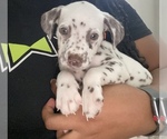 Small Photo #2 Dalmatian Puppy For Sale in RIDGELAND, MS, USA