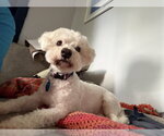 Small #1 Bichon Frise Mix