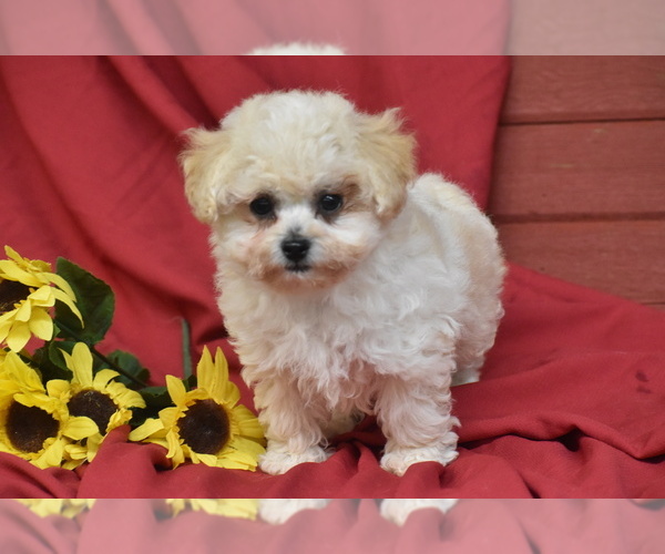 Medium Photo #3 Bichpoo Puppy For Sale in ELDORADO, OH, USA