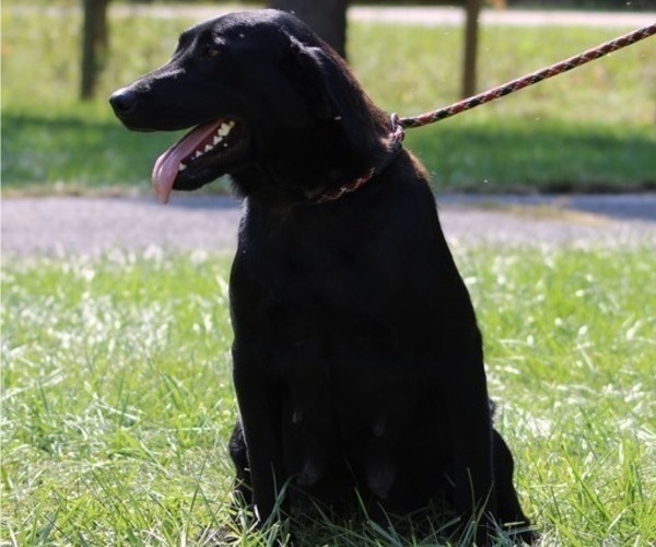 Medium Photo #1 Labrador Retriever Puppy For Sale in NEOLA, WV, USA