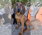 Small #3 Redbone Coonhound