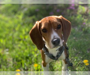 Beagle Dogs for adoption in Andover, MN, USA