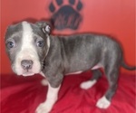 Small Photo #22 American Pit Bull Terrier Puppy For Sale in TRENTON, NJ, USA