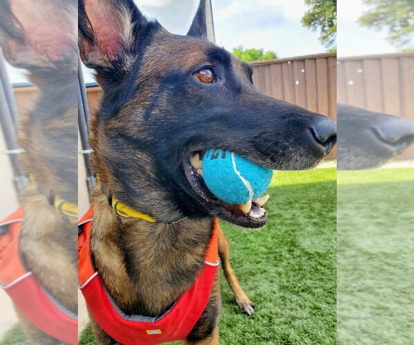 Medium Photo #6 Mutt Puppy For Sale in Imlay City, MI, USA