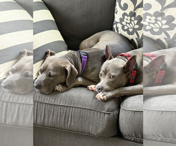 Medium Photo #41 Mutt Puppy For Sale in Mount Laurel, NJ, USA