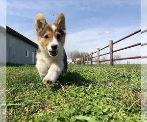 Pembroke Welsh Corgi Puppy for sale in ARTHUR, IL, USA