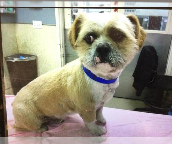 Medium Photo #1 Mutt Puppy For Sale in Riverside, CA, USA