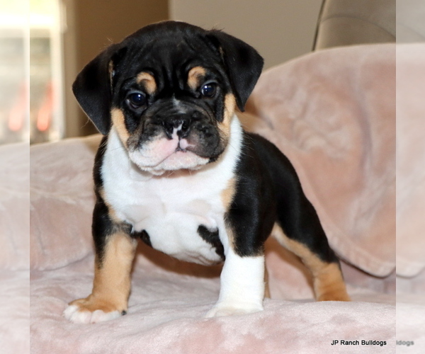 Medium Photo #1 Bulldog Puppy For Sale in WINNSBORO, TX, USA