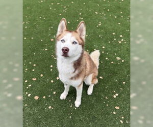 Siberian Husky Dogs for adoption in Salinas, CA, USA