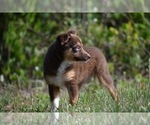 Small Photo #9 Miniature Australian Shepherd Puppy For Sale in PALM COAST, FL, USA