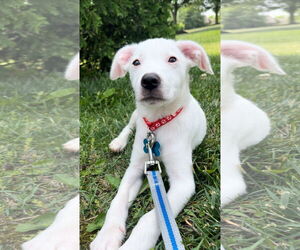 Mutt Dogs for adoption in Plainfield, IL, USA