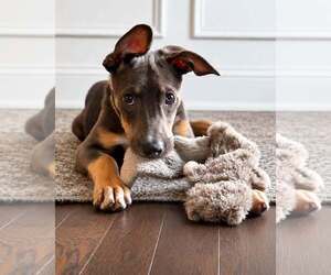 Mutt Dogs for adoption in Greenville, SC, USA