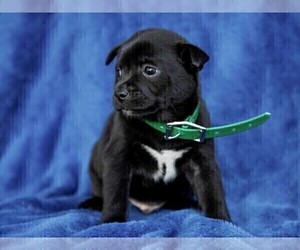 Jug-Shiba Inu Mix Dogs for adoption in LIBERTY, KY, USA