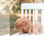 Small Photo #6 Goldendoodle (Miniature) Puppy For Sale in ASH GROVE, MO, USA