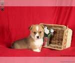 Small Photo #2 Pembroke Welsh Corgi Puppy For Sale in MILLERSBURG, PA, USA
