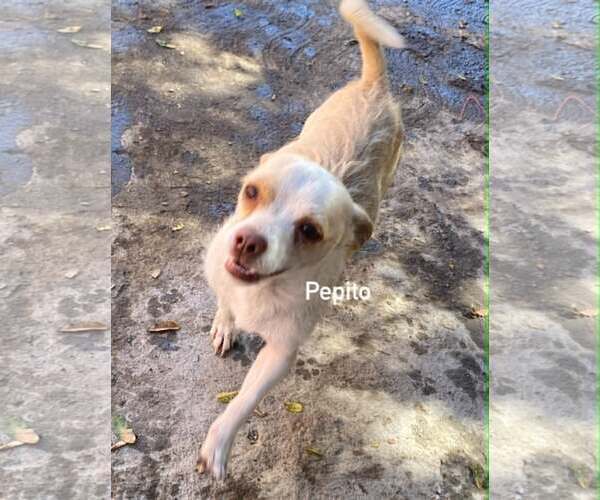 Medium Photo #3 Chihuahua-Unknown Mix Puppy For Sale in Seattle, WA, USA
