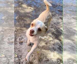 Pepito from Mexico - Male Chihuahua-Unknown Mix Dog for Adoption - Photo #3