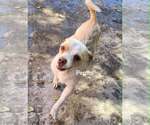Small #2 Chihuahua Mix