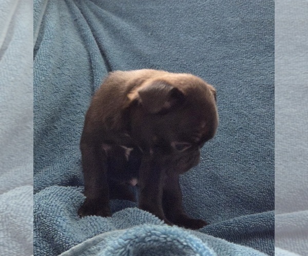 Medium Photo #5 Pug Puppy For Sale in HILLSDALE, MI, USA