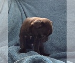 Small #4 Pug