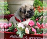 Small Photo #3 Pug Puppy For Sale in CHARLOTT HALL, MD, USA