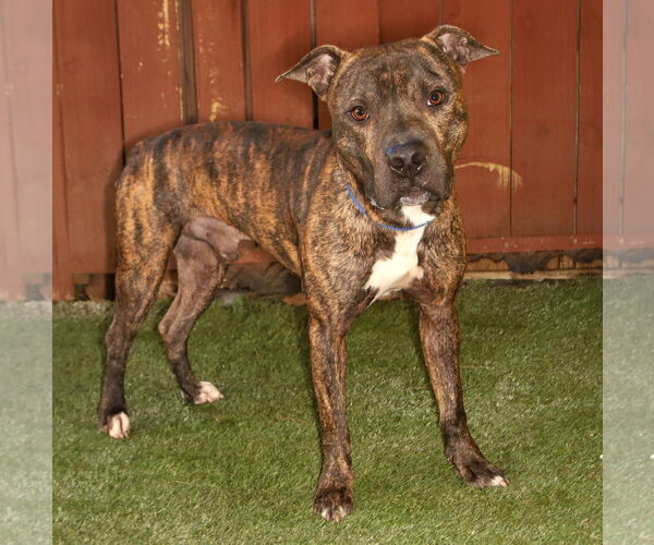 Medium Photo #2 American Staffordshire Terrier-Unknown Mix Puppy For Sale in Oakland Park, FL, USA