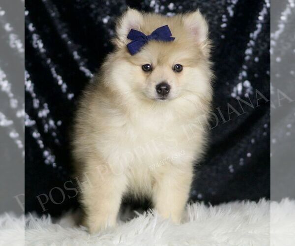 Medium Photo #3 Pomeranian Puppy For Sale in WARSAW, IN, USA