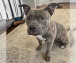 Small #1 American Staffordshire Terrier Mix