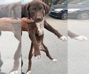 American Staffordshire Terrier-Unknown Mix Dogs for adoption in San Antonio, TX, USA