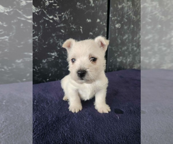 Medium Photo #4 West Highland White Terrier Puppy For Sale in LAGRANGE, IN, USA