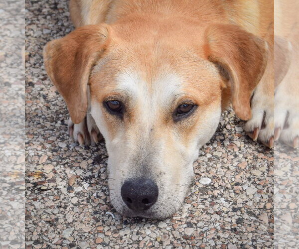 Medium Photo #4 Boxer-Unknown Mix Puppy For Sale in Huntley, IL, USA