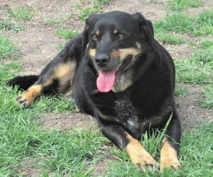 Jed - Male Labrottie Dog for Adoption - Photo #2