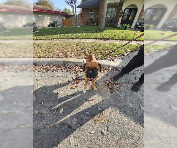 Medium Photo #1 Boxer-Unknown Mix Puppy For Sale in San Antonio, TX, USA