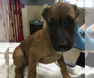 Mutt Dogs for adoption in Riverside, CA, USA