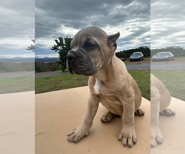 Medium Photo #25 Cane Corso Puppy For Sale in OCEANSIDE, CA, USA