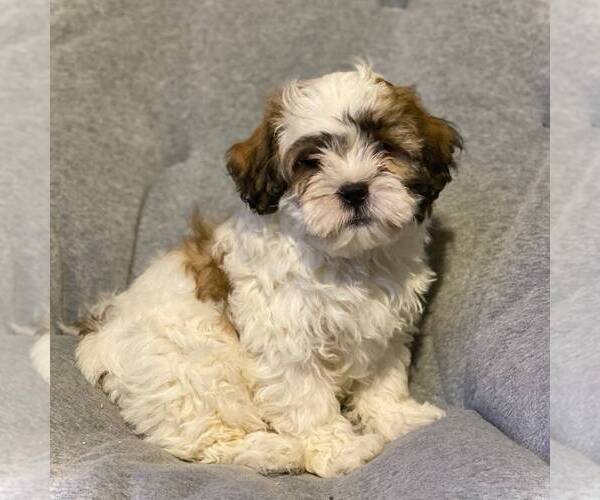 Medium Photo #1 Shih-Poo Puppy For Sale in MIDDLESEX, NY, USA