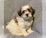 Small Shih-Poo