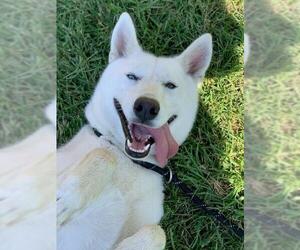 Siberian Husky Dogs for adoption in Riverside, CA, USA