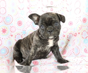 French Bulldog Puppy for sale in SHILOH, OH, USA