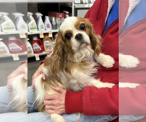 Medium Photo #6 Cavalier King Charles Spaniel Puppy For Sale in Lee's Summit, MO, USA