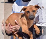 Small #2 German Shepherd Dog Mix