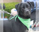 Small #4 Labrador Retriever Mix