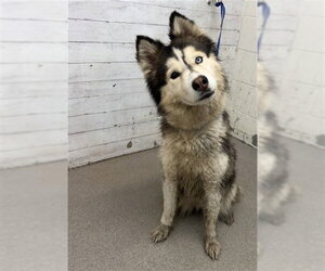 Siberian Husky Dogs for adoption in San Bernardino, CA, USA