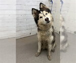Small Siberian Husky