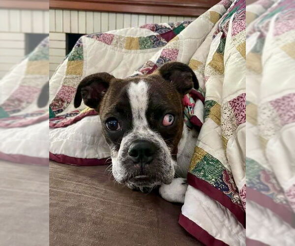 Medium Photo #4 Boxer Puppy For Sale in Dumont, NJ, USA