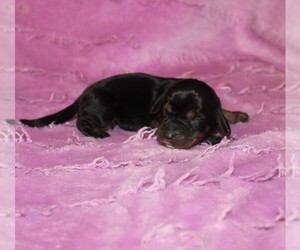 Dachshund Puppy for sale in BLOOMINGTON, IN, USA