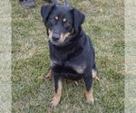 Small #2 Doberman Pinscher-German Shepherd Dog Mix